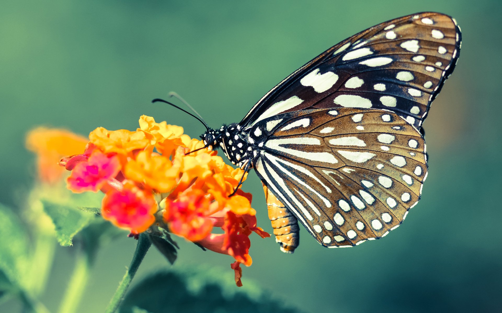 红牛车队碾压威廉姆斯，阿隆索关键制胜夺魁