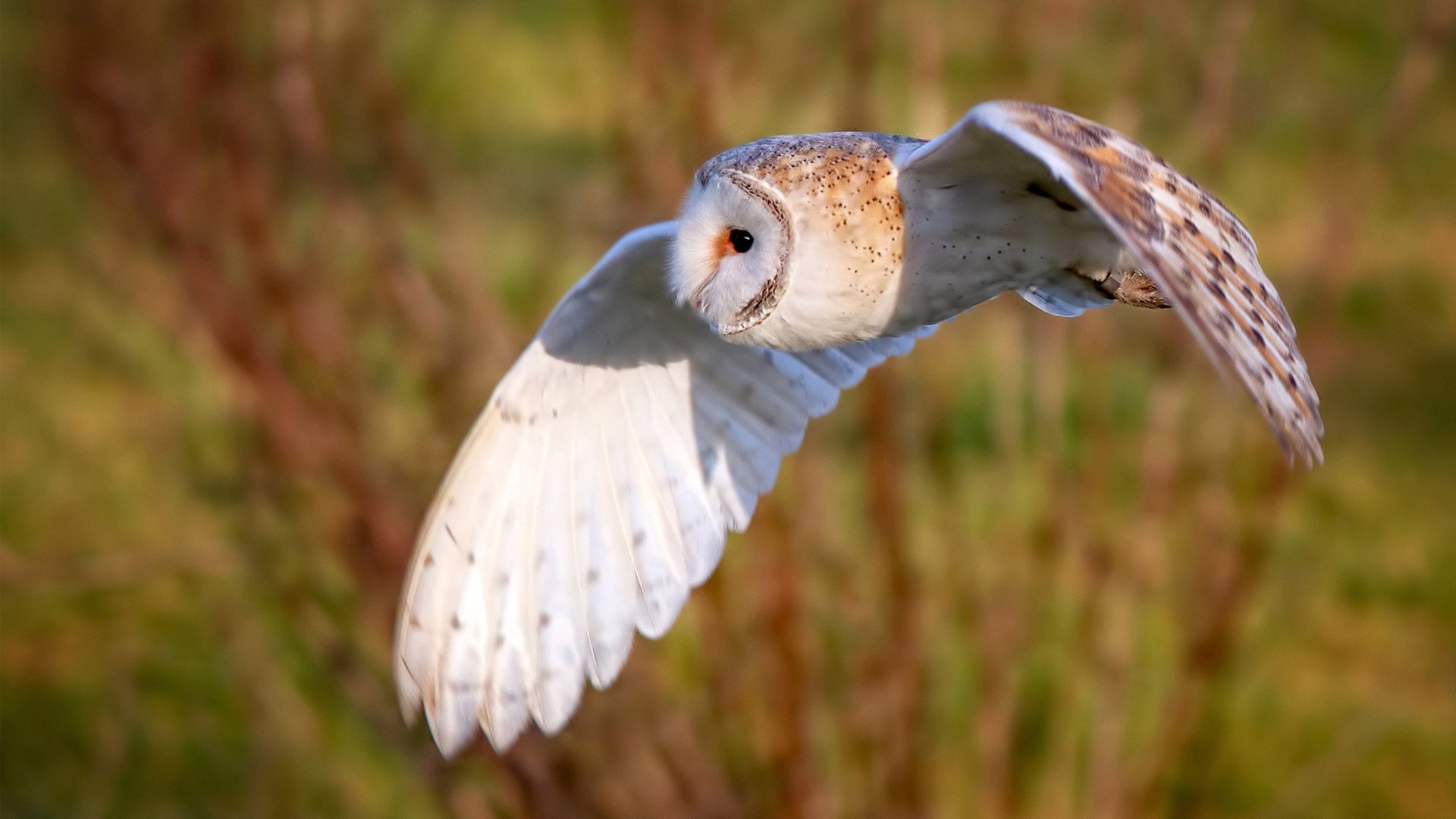 开云体育在线-烈焰追风，佩雷兹生涯之夜与红牛战术革命的序章