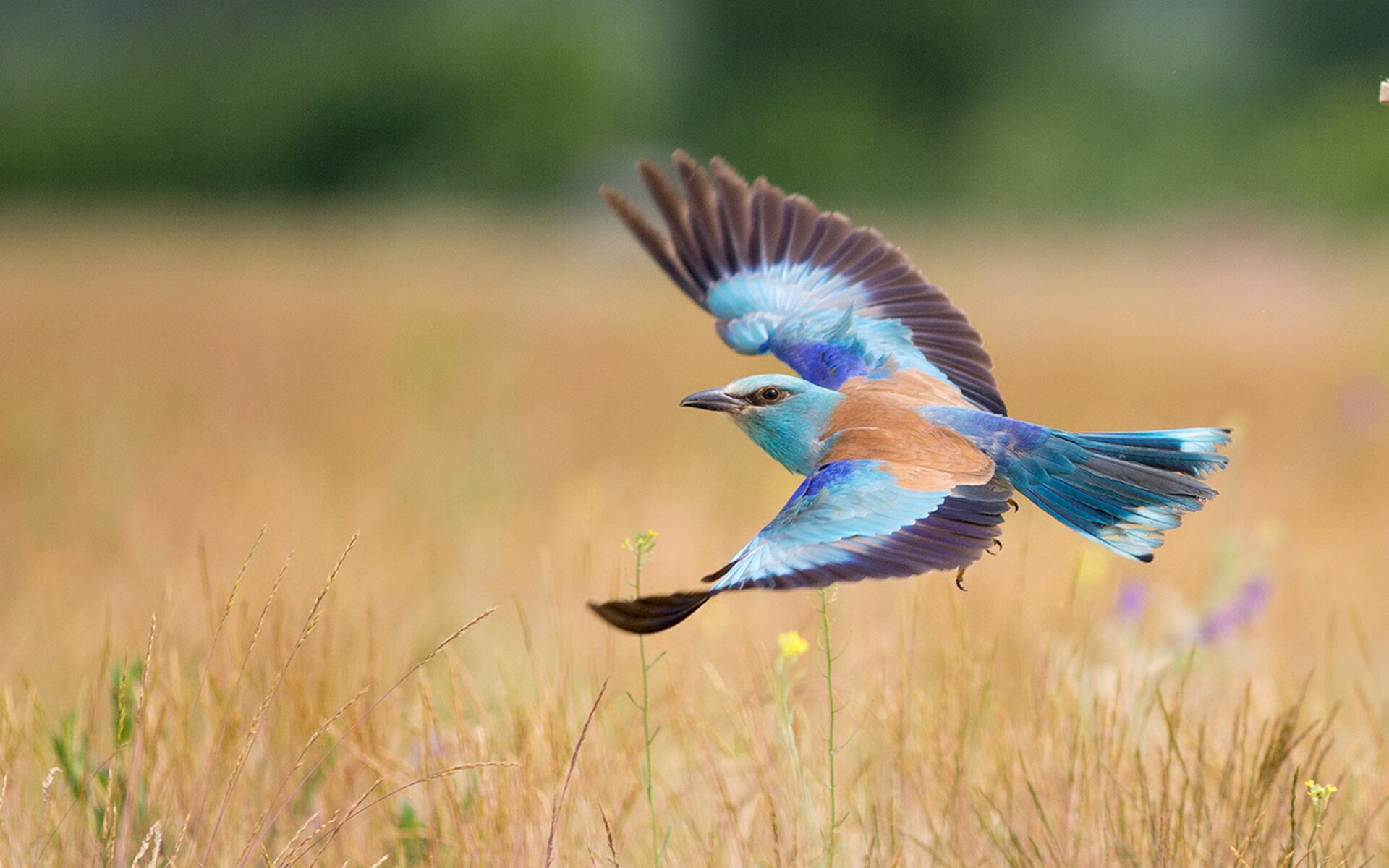 午夜灯塔,伊布43码外的流星与比利时人破碎的黄金时代