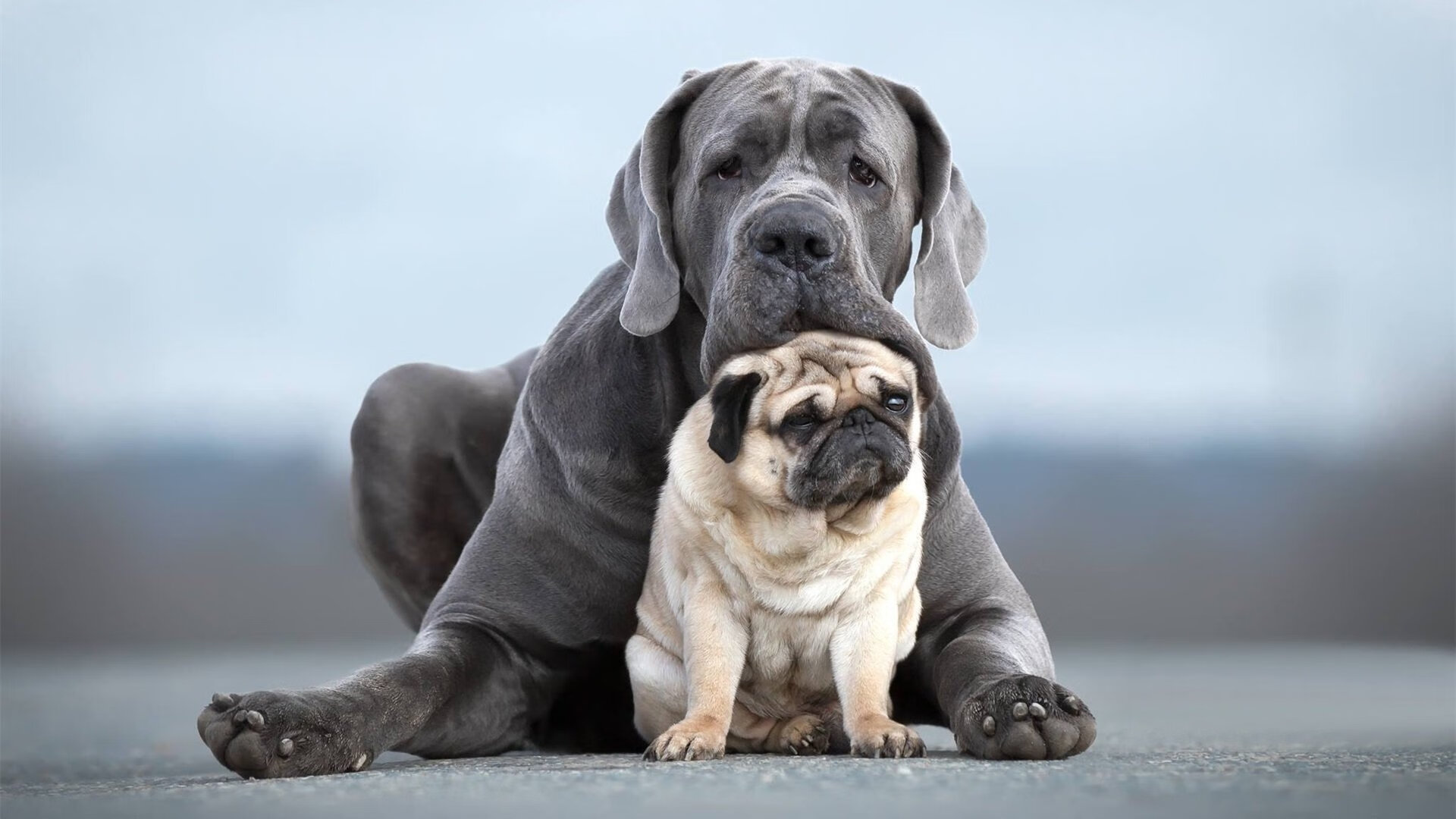 开云体育APP下载-东亚锋芒席卷乒坛，韩国队绝杀法国队震撼赛场，张本智和火热状态再掀风暴