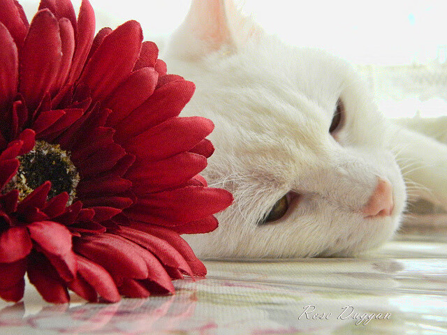 开云体育在线-双重战歌，德国队险胜韩国队，石宇奇用球拍点燃赛场