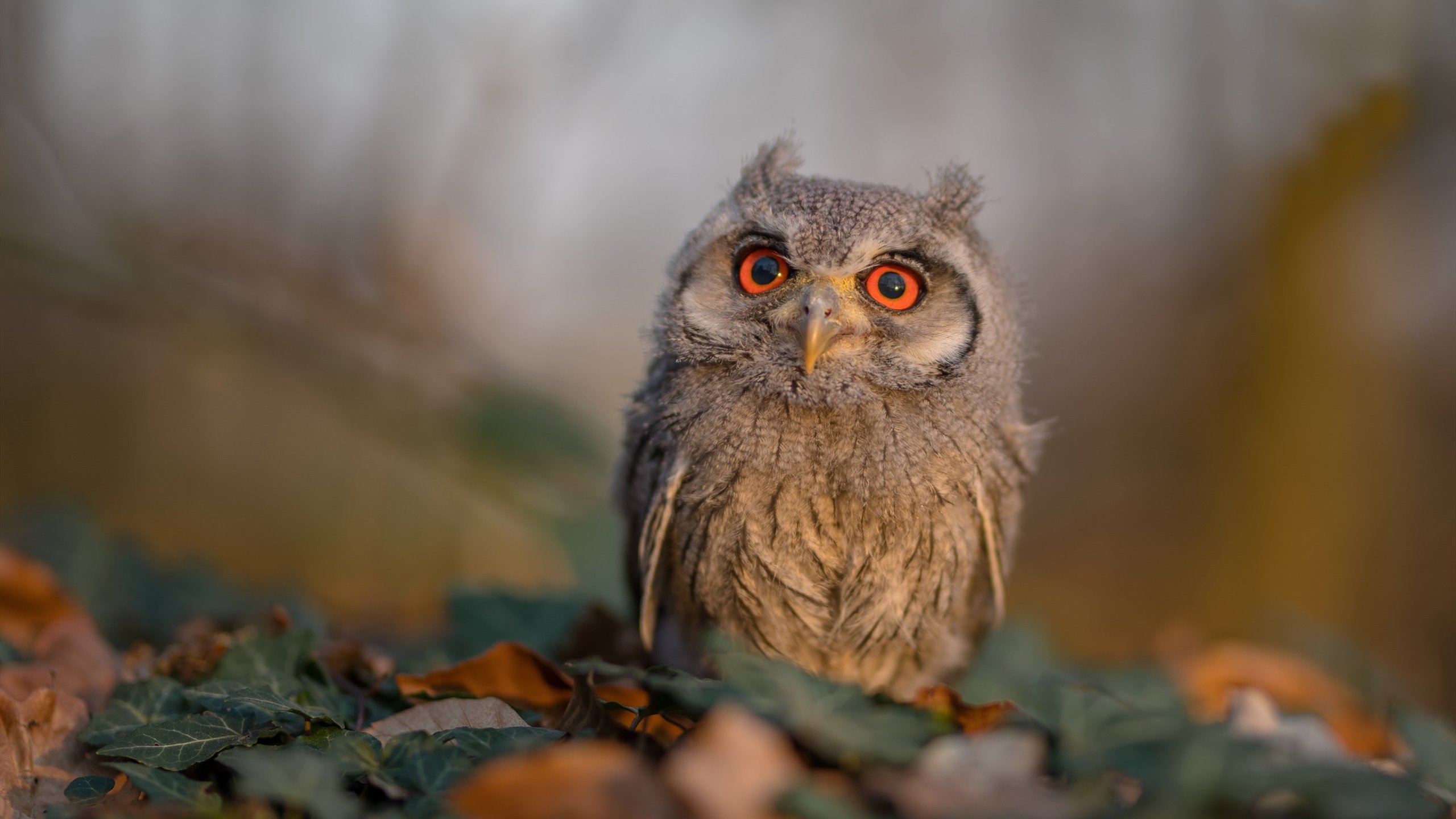 苏亚雷斯的复仇，那夜，他用英格兰的眼泪为奥地利加冕