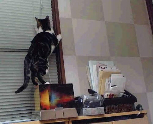 终场哨前,贝蒂斯王权球场的荆棘王冠,戈麦斯如何让巨人国米轰然跪倒