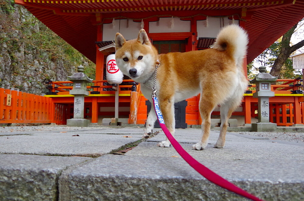 从跑道到绿茵，当皮克的爆发力撕裂防线，牙买加短跑式足球如何连续得分压制韩国