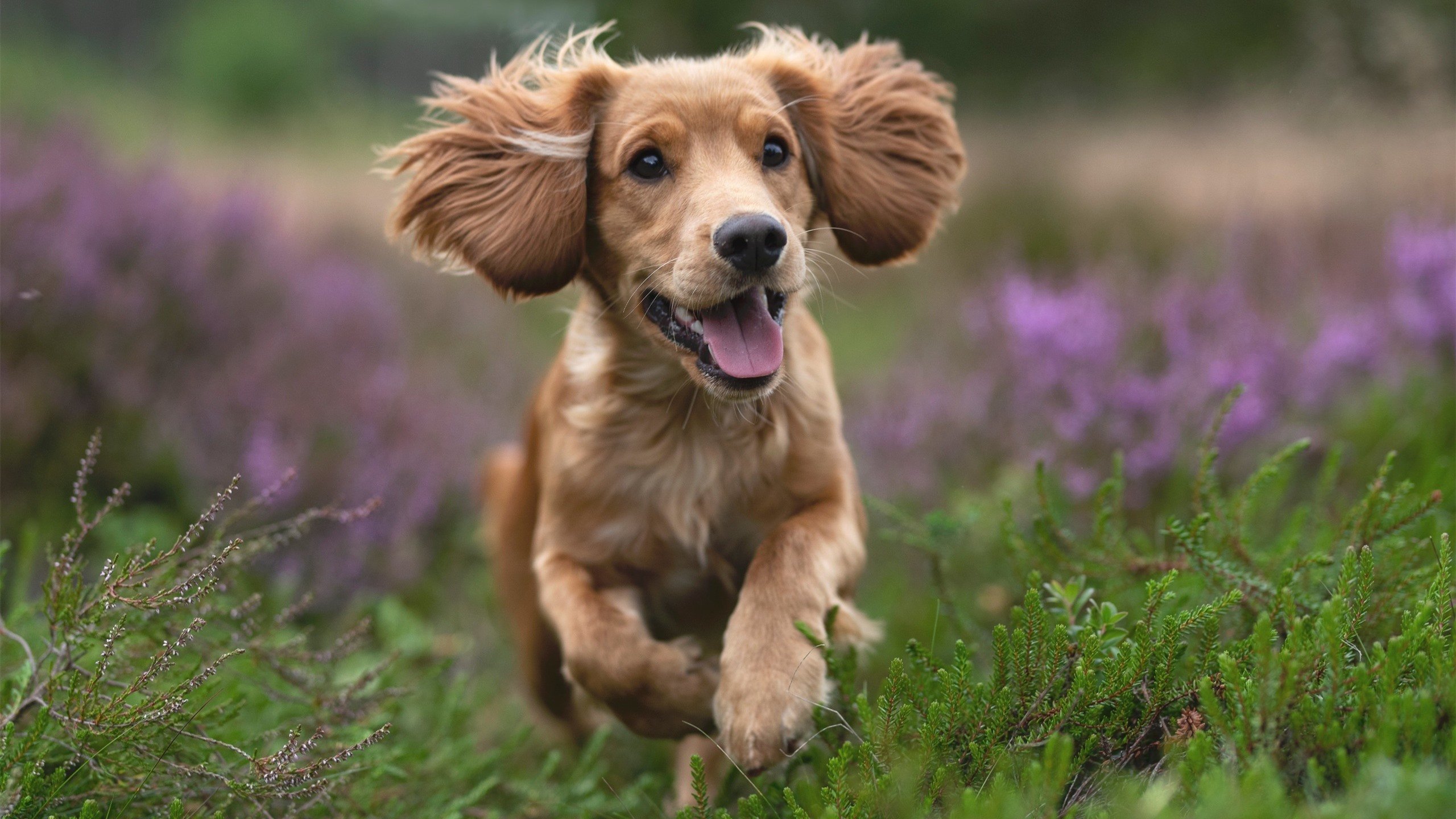 极限竞速与极地反转,当F1硝烟遇上墨西哥的晋级狂想