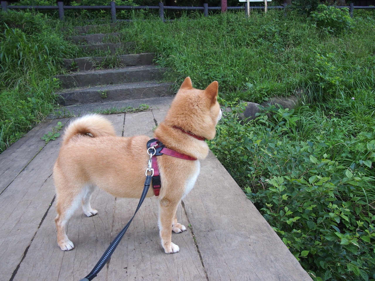 唯一性的战术演绎，2026世界杯焦点战中莱比锡红牛风格如何打穿贝蒂斯防线