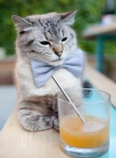 蜂群撕裂雄鹿，赤狐福克斯的完美猎杀