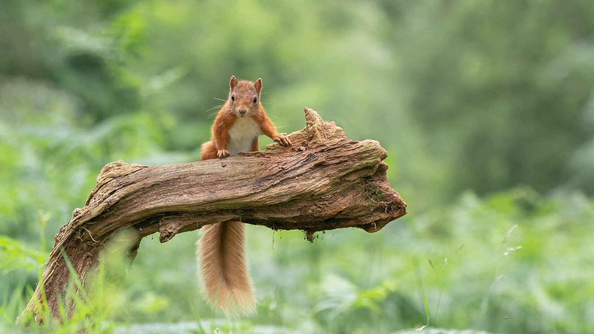 东决夜唯一的神，当伊布踏入篮球禁区