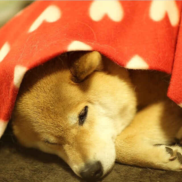 开云体育app-极速赛道与热血球场，2023年的双线争冠狂想曲