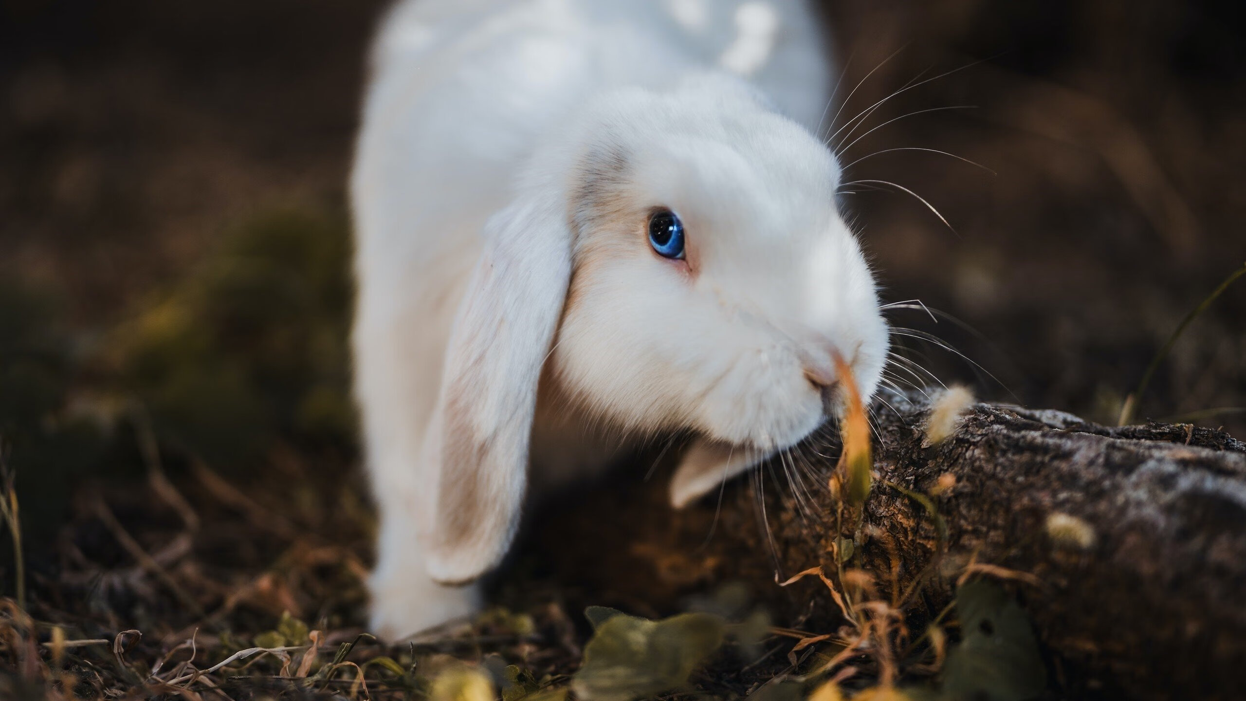 东北亚铁闸威震欧陆，凯尔特人公园捍卫尊严之战