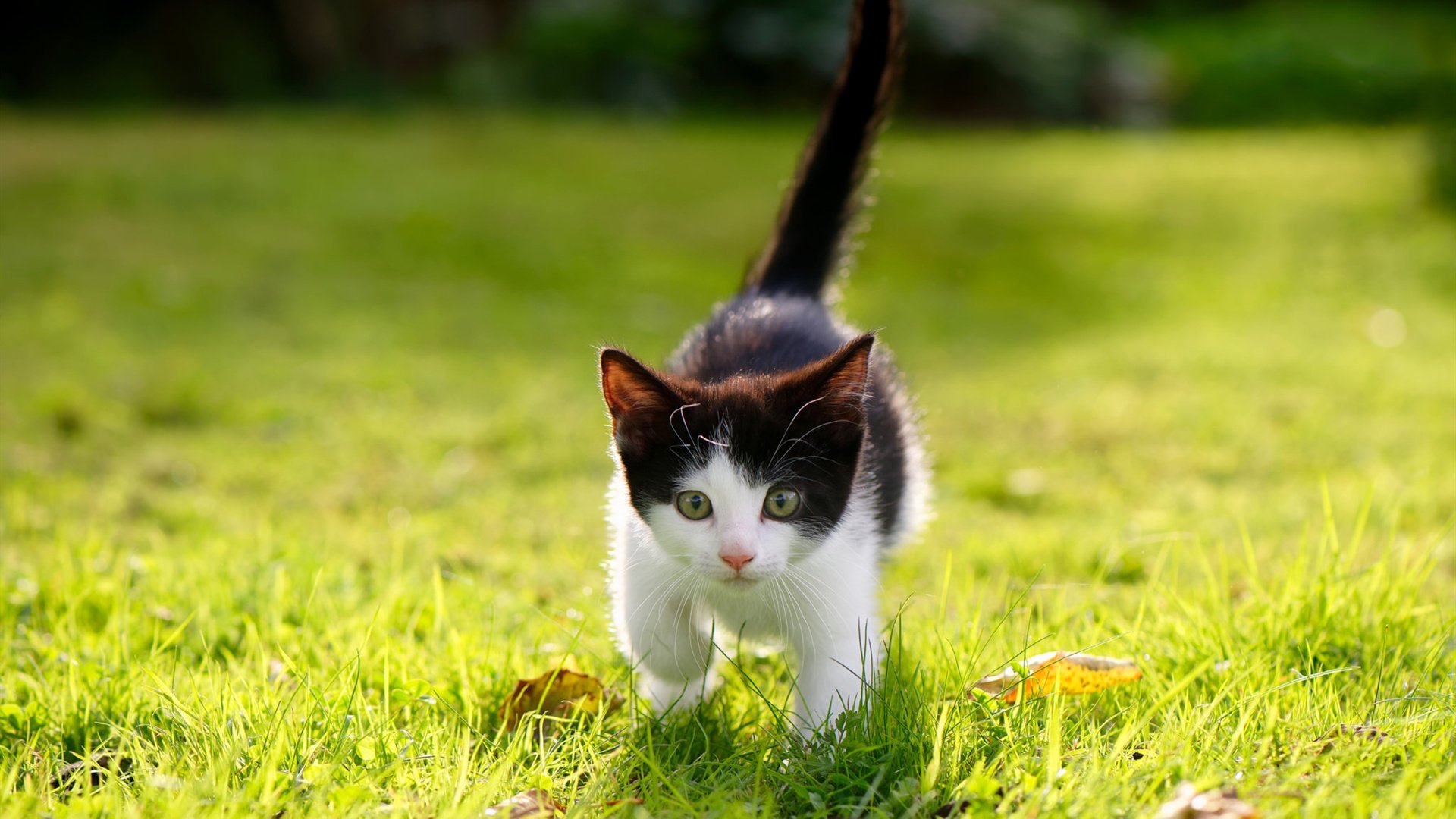 托尼一锤定音！智利风暴席卷亚平宁，那不勒斯凭南美利刃强势晋级