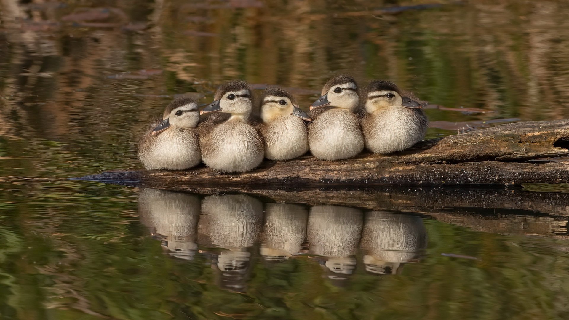 开云体育登录-双线狂飙，当F1街道赛的最后弯道遇上马刺击溃湖人的战术棋盘
