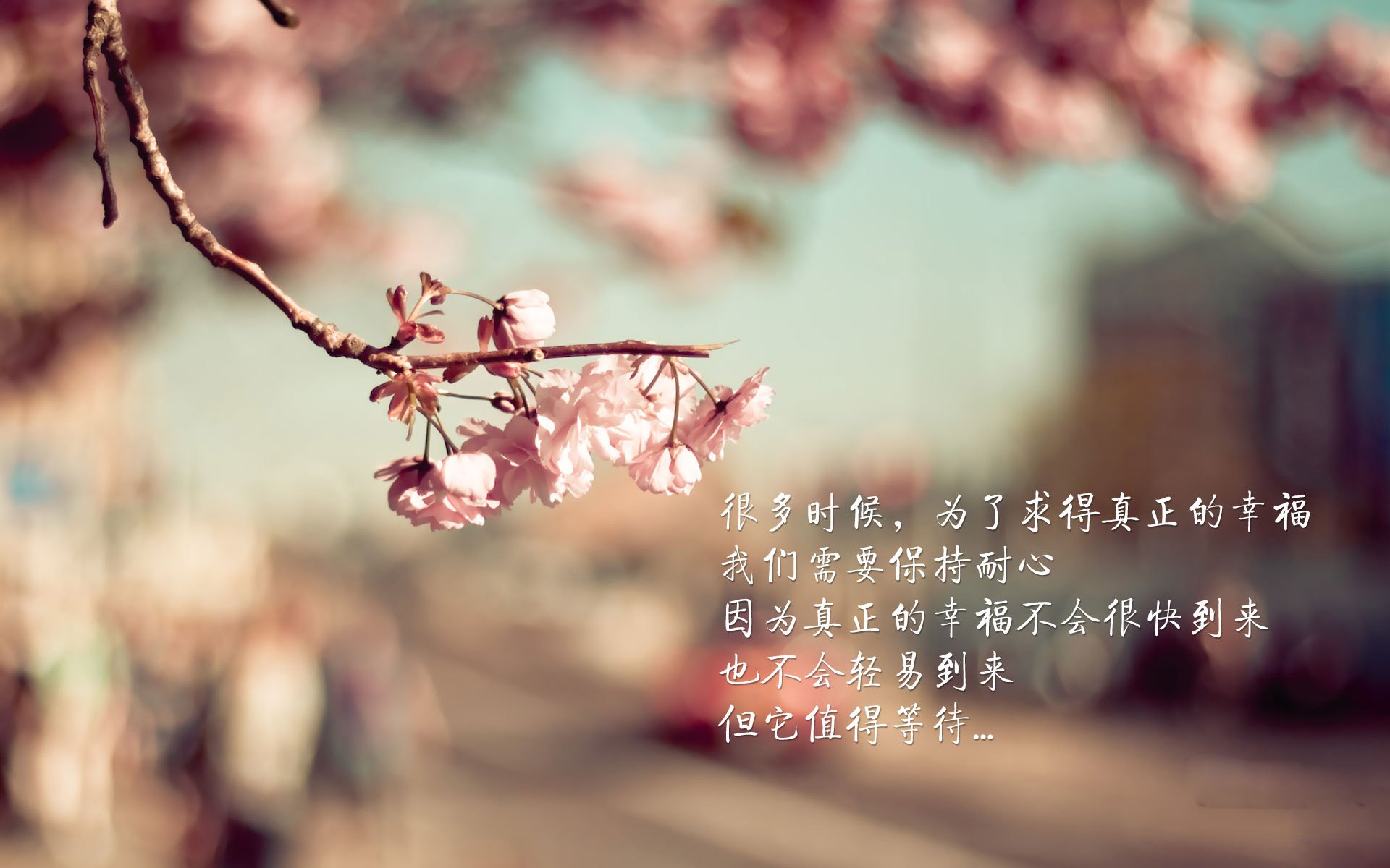 致命一击的宿命,2026世界杯F组,京多安与比利时战术棋盘上的最后一枚棋子